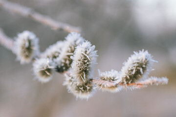 Frosty sunrise morning in Latvia