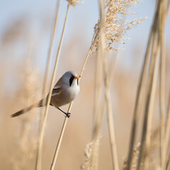 Bearded reedling in the reeds on lake Neusiedlersee