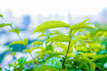 Mok flowers and green leaf blurred and copy space background, Selectived focus, Close up