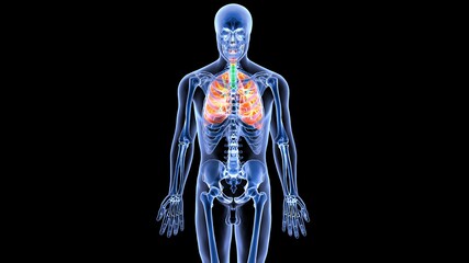 human respiratory system anatomy 3d illustration