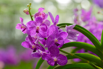 Pink orchid flower blossom in a garden