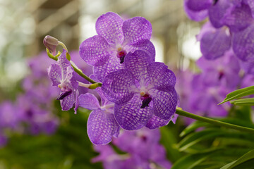orchids,orchids is considered the queen of flowers Thailand 