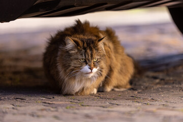 Katze