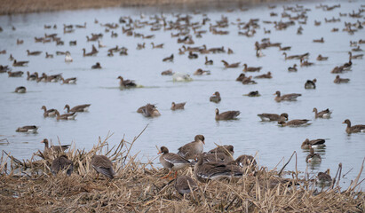 宮島沼のマガンの群れ（A flock of white-fronted geese in Miyajimanuma）