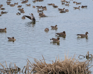 宮島沼のマガンの群れ（A flock of white-fronted geese in Miyajimanuma）