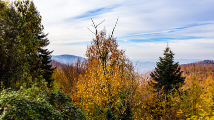 Beautiful autumnal landscape in the forest from hendek in Turkey
