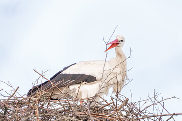 A stork stands in its nest, Builds the nest. A beautiful blue sky with white clouds in the background. copy-space