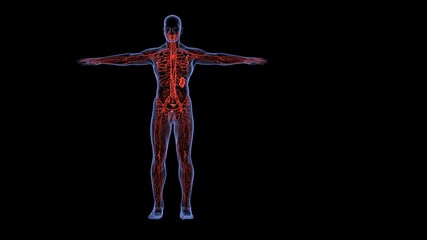 human lymph node system 3d illustration