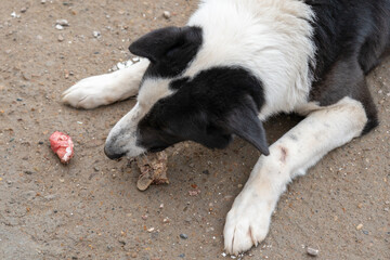 A large guard dog chews on a bone while lying on the ground