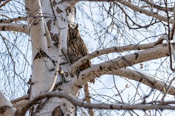 An owl sits on a birch branch, bottom view.