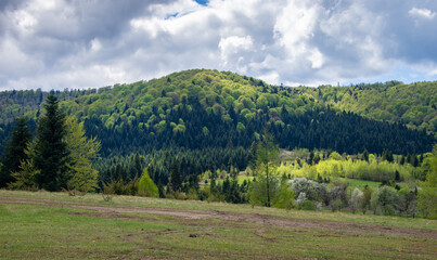 Fototapeta na wymiar View of cherry orchard near Trukhaniv village