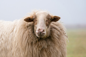 Obraz premium One sheep in the mist. The sheep looks into the camera, detail shot of the head. Sheep stands in the spring grass. Agriculture and extensive traditional sheep breeding