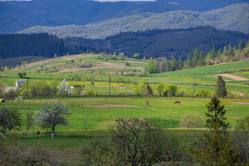 View of one brown horse grazing on the hills near Trukhaniv village