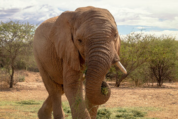 Naklejka na ściany i meble African Bush Elephant in the grassland of Etosha National Park, Namibia.