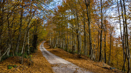 Fototapeta premium A beautiful road view through the forest in autumn.