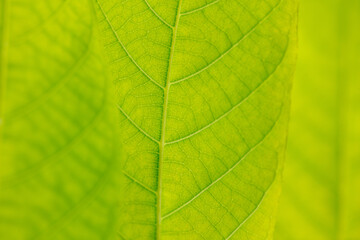 Naklejka na ściany i meble Close up of green leaf as background.
