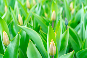 Beautiful buds of tulips in spring. Natural green background.