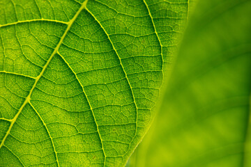 Close up of green leaf as background.