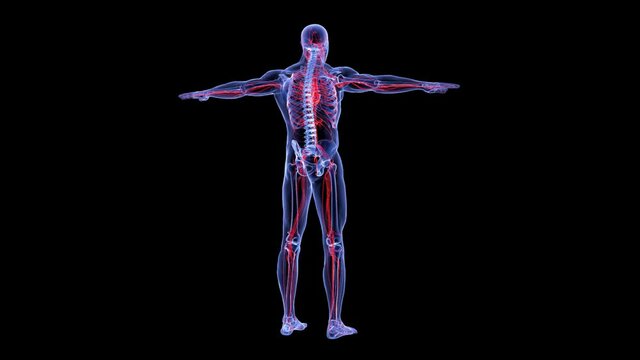 human circulatory system 3d 