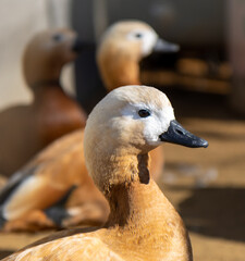 Portrait of a duck on the farm.