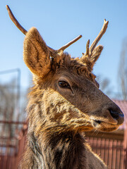 A portrait of a deer at the zoo.