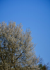 Foto scattata attorno le colline di Pasturana ad un ciliegio.