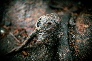 顔に見える根っこ