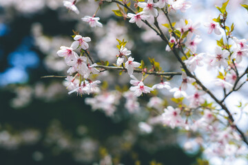 山桜