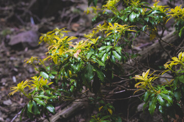 緑の木々