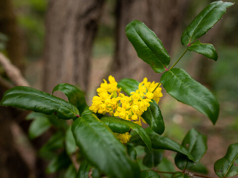 Yellow flowers of a holly leaved berberry