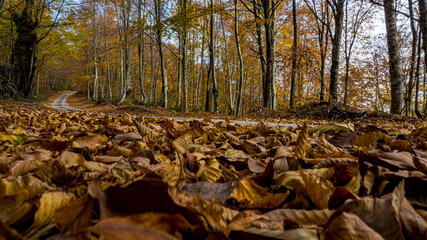 A beautiful road view through the forest in autumn.