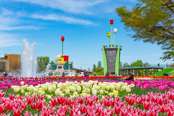 Tonami Tulip Fair in Toyama, Japan. 砺波チューリップフェア。日本富山県