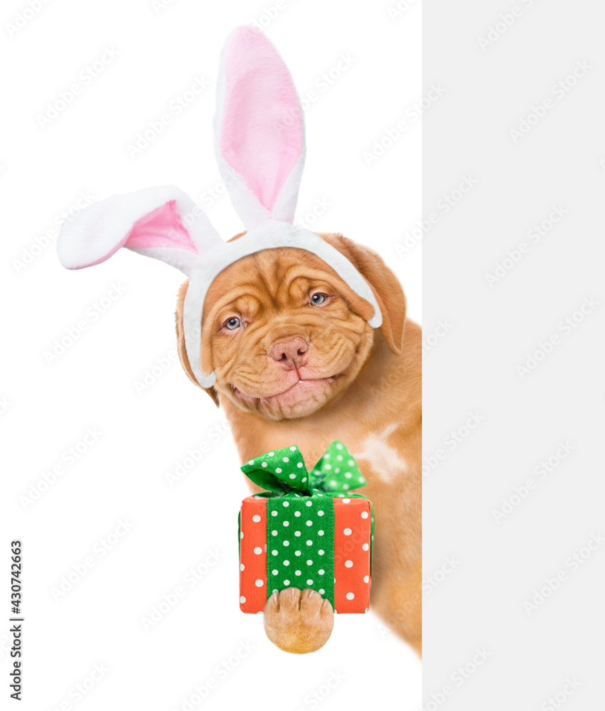 Poster smiling puppy wearing easter rabbits ears holds gift box and looks from behind empty white banner. i