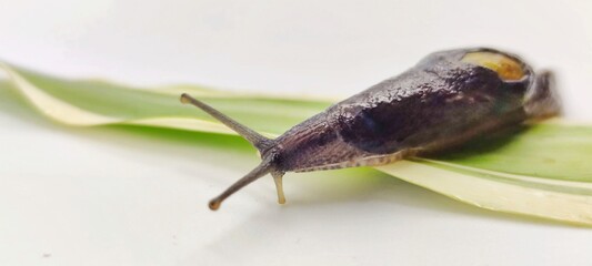 A snail taken close to on a white background.