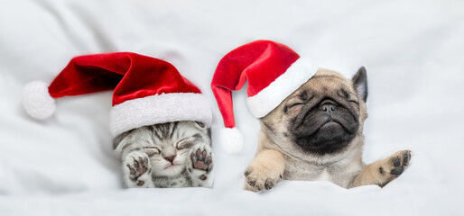 Cute kitten and Pug puppy wearing santa hats sleep together  under a white blanket on a bed at home. Top down view