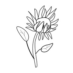 Simple vector sunflower. Botanical and autumn illustration with black lines on white isolated background doodle. Design for coloring, card, web, poster, logo, print.