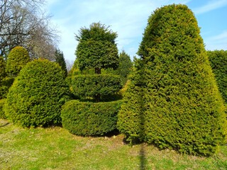 trees in the garden