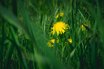 Dandelion World