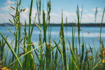 Grass and water background