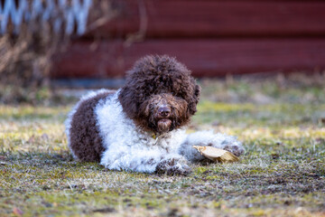 Lagotto Romagnolo puppy dog posing outdoor. Laying on the ground.