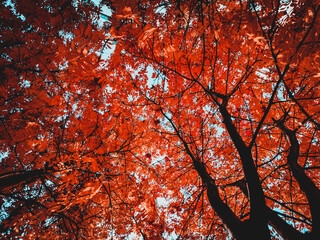 Rowan Tree Tent