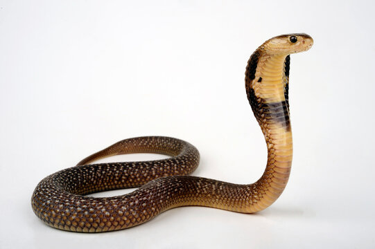 Monokelkobra // Monocled cobra (Naja kaouthia) 