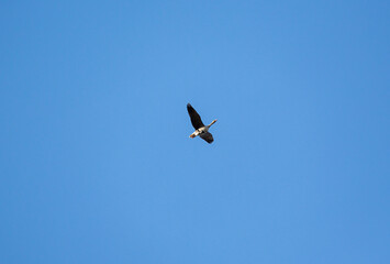 Lonely migratory bird flying sky high against blue sky.