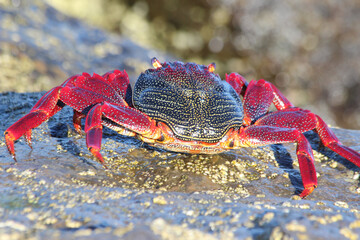 rote_Klippenkrabbe
