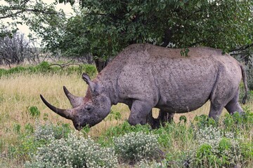 Obraz premium African Black Rhinoceros in Etosha National Park in Namibia