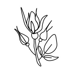One simple vector rose flower with a black line.Botanical hand drawn illustration on isolated background.Vintage doodle style picture.Design for packaging,social media,invitation,greeting card.