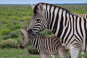 Fototapeta na wymiar Zebra and its foal in Etosha National Park in Namibia