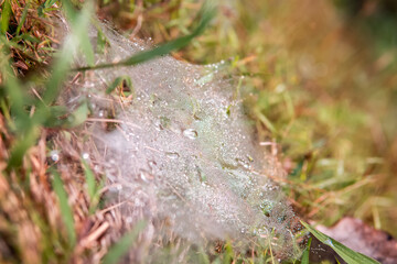 Spider web macro shot with drops of water