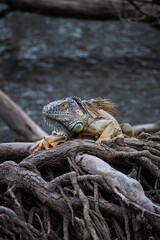 Iguana resting on a log