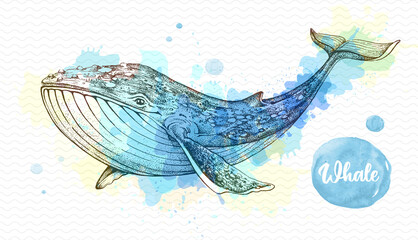 Realistic illustration of whale on artistic watercolor background. Vector illustration © annbozhko